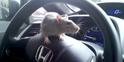 Cách chống chuột vào xe ô tô